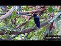 An Uncommon Sighting of the Blue Whistling Thrush at Erawan Waterfalls