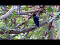 An Uncommon Sighting of the Blue Whistling Thrush at Erawan Waterfalls