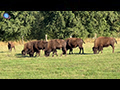 Bison of Belgium: American Giants in Flanders Fields
