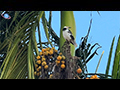 Black-collared Starling Perched in Areca Palm