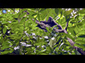 Dusky Leaf Monkeys/Spectacled Langurs in the Wild