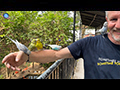 Feathered Friends, A Day at Penang Bird Park