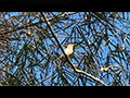 Feathers in the Undergrowth: Birdwatching in Thailand