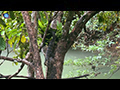 From the River to the Tree: Thailand's Water Monitors Roam Free