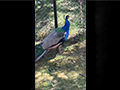 Garden Royalty: The Wild Peacock's Daily Visit