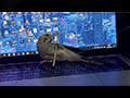 Garuda, the Bangkok Budgie, Having Fun on the MacBook Pro