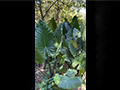 Giant Taro, a Tropical Plant with Elephant Ears