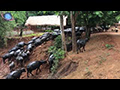 Herd of Water Buffaloes