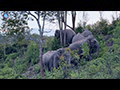 Khao Yai Wild Elephants