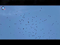 Large Flock of Asian Openbill Storks