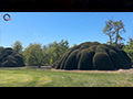 Living Geometry: The Sculpted Trees of Loenhout