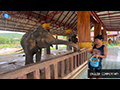 Luang Prabang Elephant Camp: Echoes of Lan Xang's Million Elephants