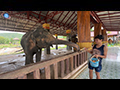 Luang Prabang Elephant Camp: Echoes of Lan Xang's Million Elephants