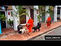 Luang Prabang Monks Early Morning Alms Round