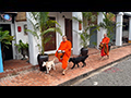 Luang Prabang Monks Early Morning Alms Round