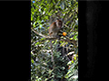 Macaques at Penang's Moongate Hill Trail