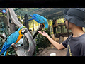 Thailand's Parrot Park and Palm Garden Paradise