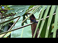 The Purple-rumped Sunbird: A Feathered Guest of the Papaya Tree