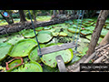 Suan Malai Giant Water Lily Garden