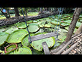 Suan Malai Giant Water Lily Garden