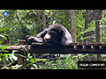 Tat Kuang Si Bear Rescue Centre: A Haven for Rescued Bears