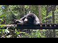 Tat Kuang Si Bear Rescue Centre: A Haven for Rescued Bears