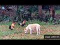 Temple Tails: Buddhist Compassion to Stray Dogs