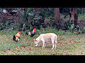 Temple Tails: Buddhist Compassion to Stray Dogs