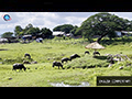 The Buffaloes of Ubon Ratana Lake