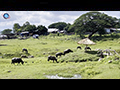 The Buffaloes of Ubon Ratana Lake