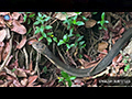 The King Cobra: Ruler of the Forest Floor
