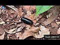 The Pill Millipede, Nature’s Enigmatic Living Fossil
