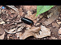 The Pill Millipede, Nature’s Enigmatic Living Fossil