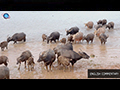 The Wild Buffaloes of Thailand's Southern Wetlands