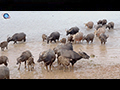 The Wild Buffaloes of Thailand's Southern Wetlands