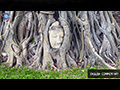 Wat Mahathat: Buddha Head Entwined in Time