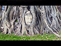 Wat Mahathat: Buddha Head Entwined in Time