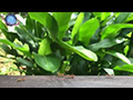 Weaver Ants Communicating