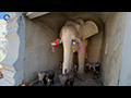 The White Elephants Monument, Chiang Mai Sacred Giants