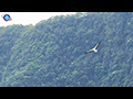 Wings of Power: The White-bellied Sea Eagle, Ruler of the Skies over Phang Nga Bay