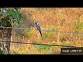 Wired for Flight: An Ashy Drongo’s Power Line Pause