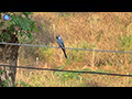 Wired for Flight: An Ashy Drongo’s Power Line Pause