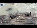 Yellow-headed Temple Turtles