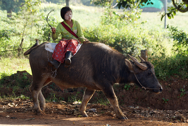 Buffalo Ride, Aungpan (Myanmar)