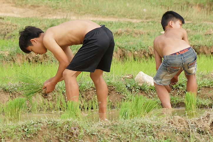 Transplanting Paddy, Mai Chau (Vietnam)