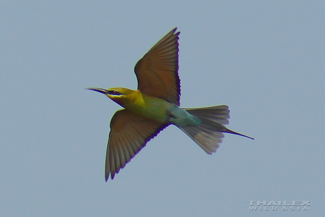 Blue-tailed Bee-eater (in flight)