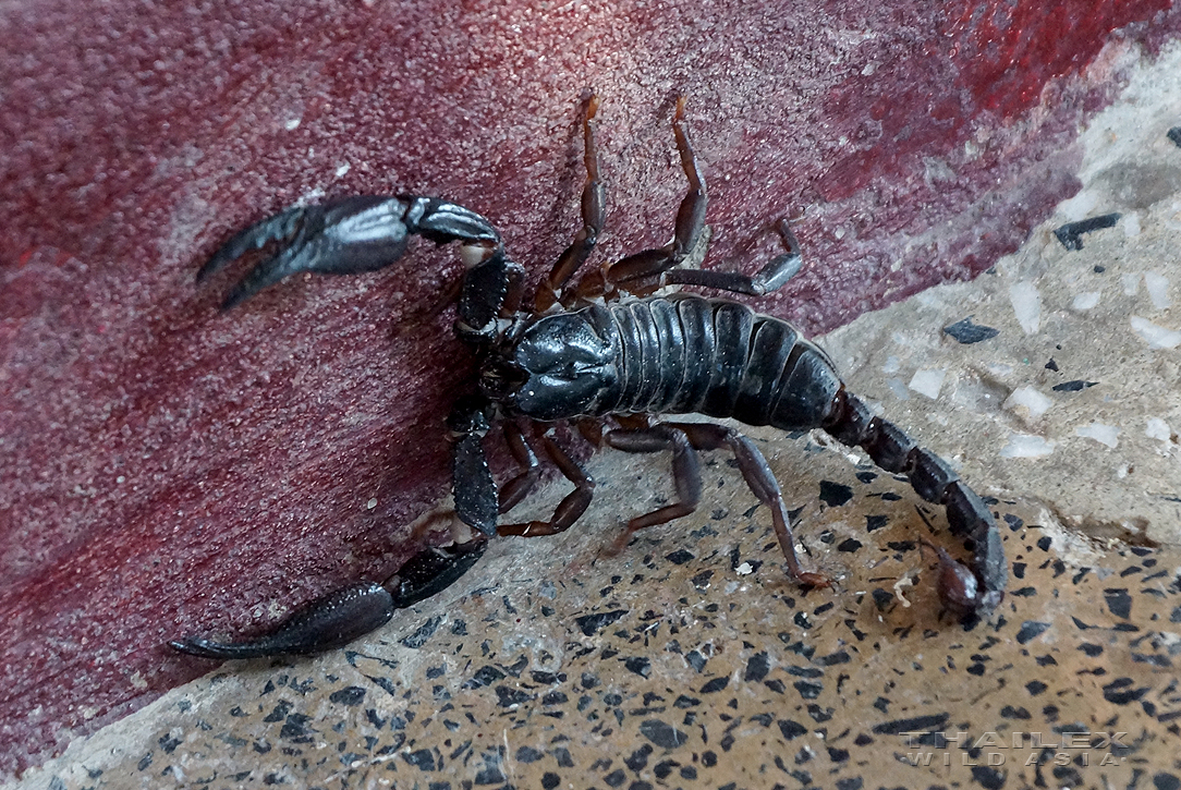 Asian Giant Black Forest Scorpion, Mandalay, MY