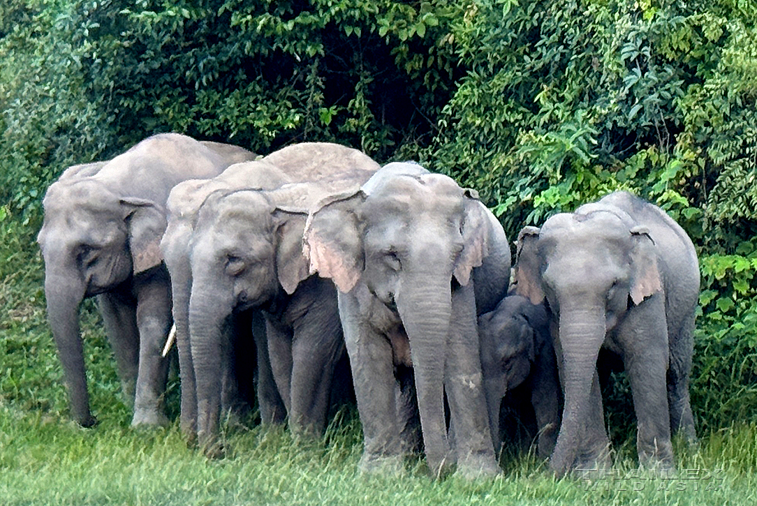 Asian Elephants, Nakhon Ratchasima, TH
