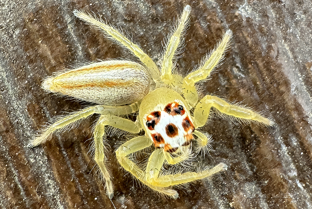 Two-striped Jumping Spider, Kanchanaburi, TH