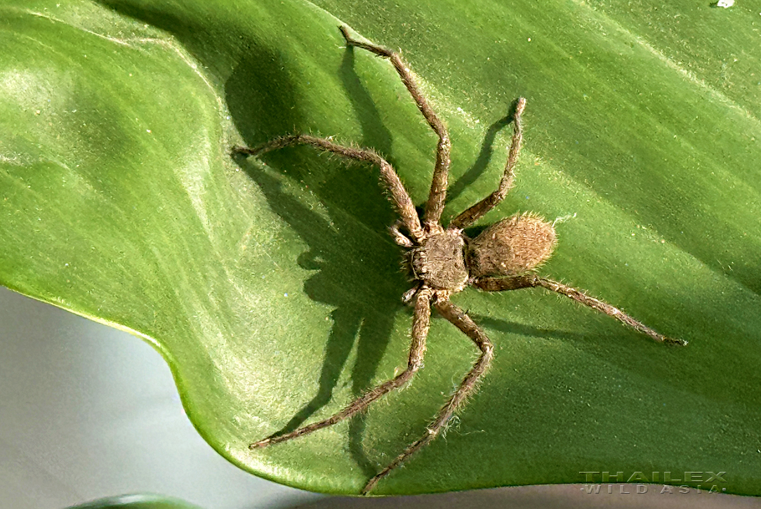 Huntsman Spider, Ayutthaya, TH